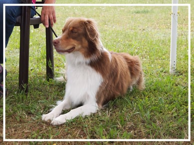 Hundesport-Verein Heideland-Brome e.V.